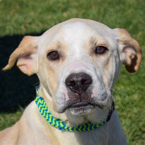 huntley dog shelter|huntley animal shelter adoptable dogs.